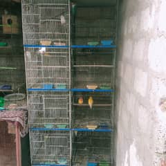 all setap sell