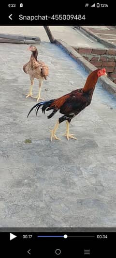 mianwali