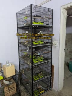 Budgies