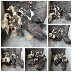 Ducks