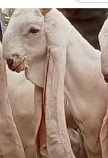 gulabi