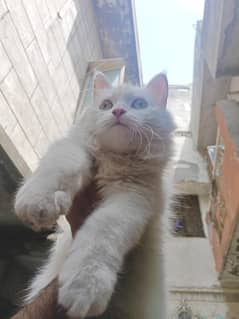 Double Coated Female pure white ( long tale ) Hazel brown eyes
