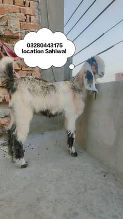 Bakra 4.5 to 5 month age for qurbani 2026