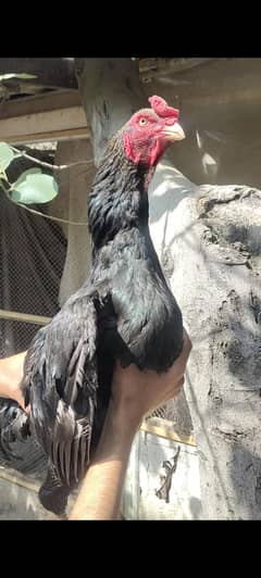 Mushka Aseel Breeder