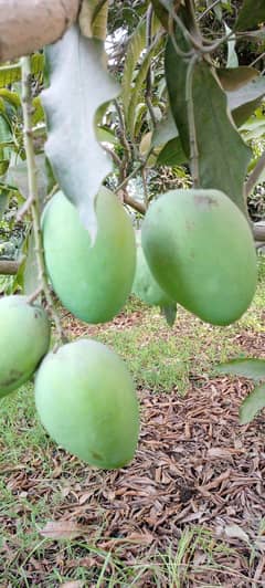 doseri sindhri and langra fresh mango available