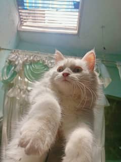 Double coated female pure white with hazel brown eyes. long tail