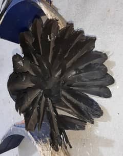 Black lucky kabootar