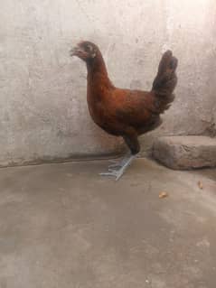 desi pathi %hens