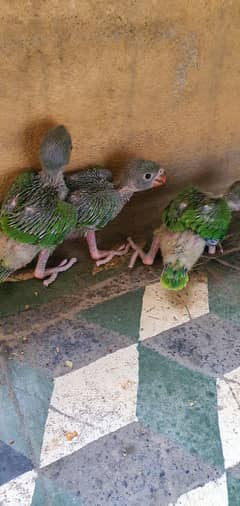 ringnek chiks