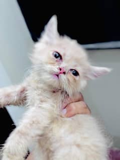 pershion trile coat kittan pair