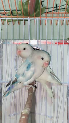 Lovebirds