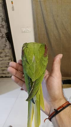 Kashmiri