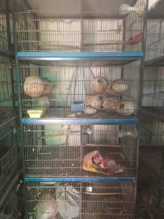 8 portion cage
