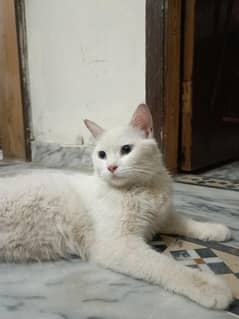 Persian