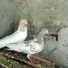 lakhy