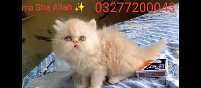 CFA bloodline pure pershion Peki face Tripple coated kitten for sale