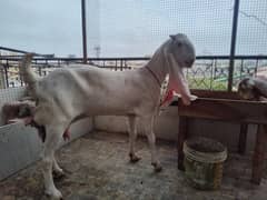Selling My Goat, Gulabi Kamori Nukri, having possible pragnent.