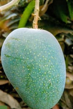 Mango Station Mux