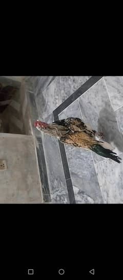aseel murga