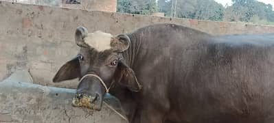 buri