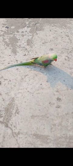 abi patah ha bolta bi ha.    03019271286