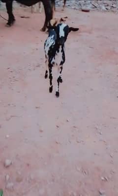 teda Bakra