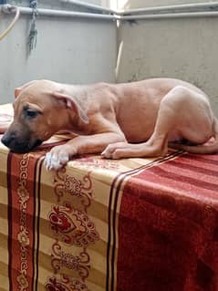 American pitbull terrier puppies (APBT)