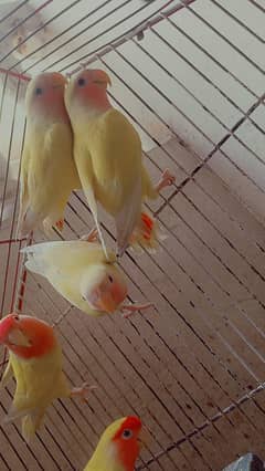 red eyes yellow albino