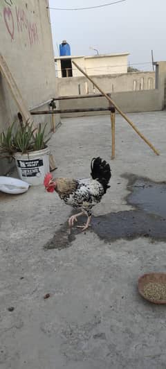 Golden Misri Murga