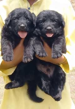 Black Shepherd Puppies | GSD  Puppies for sale