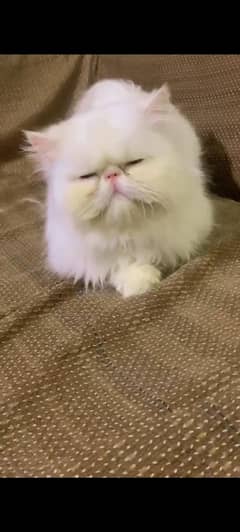 Piki Cat breedr female