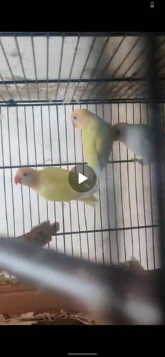 love bird breeders pair with chick