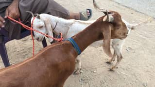 2 bakray 2 Dumbay Available.
