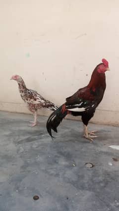 Aseel murgha and Murghi Pair