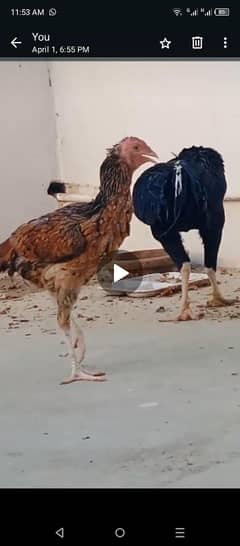 Aseel pair with chicks & Misri pair  egg laying