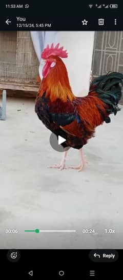 Misri