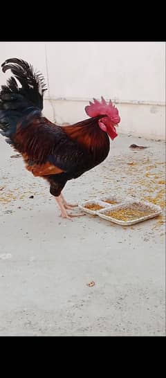 Misri