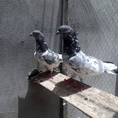 chatwaly