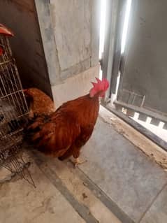 Murga Murgi Hens Desi