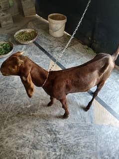 dark brown female