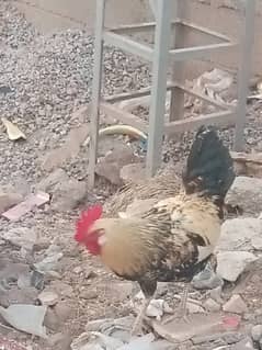 Male