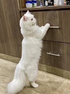 Persian Male Cat fully Vaccinated
