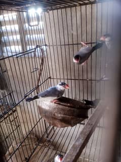 Dove bridar pair love birds parrots java bridar pair