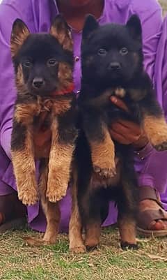 German Shepherd Pair | German Shepherd Long Coat Puppies For Sale