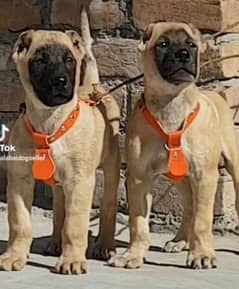 Afghan Kuchi Pair | Turkish Kangal Puppies For Sale