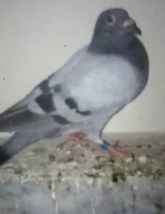 pigeons sale urgent
