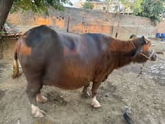 Buffalo buffalos