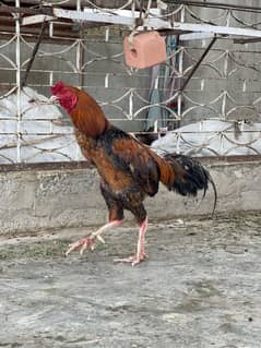 aseel breeder