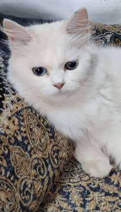 White triple coated female cat along with kitten of age 3 days