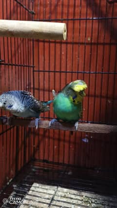 Blackwing Hogoromo, Blackwing and Hogoromo